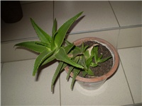 73a5f59c-Picture 1213.jpg